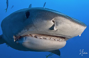 The curious Tiger Shark! We had fun with three of them at... by Steven Anderson 